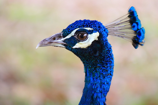 Peacock  or Peafowl (Pavo cristatus) looking at the camera.