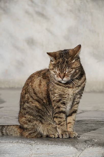 istock cat at street 513750216