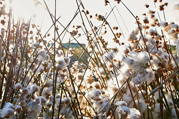 Cotton bush cotton bush at sundown cabo polonio stock pictures, royalty-free photos & images
