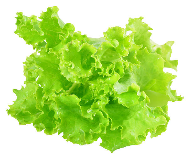 istock fresh green lettuce leaves isolated on white 513750537