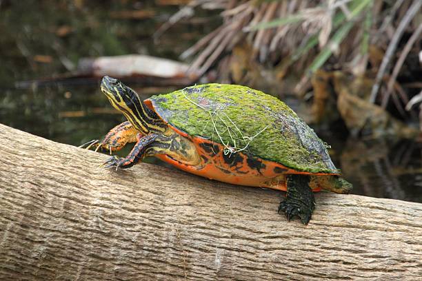 istock Florida Red-bellied Cooter (Pseudemys Chrysemys nelsoni) 513750597