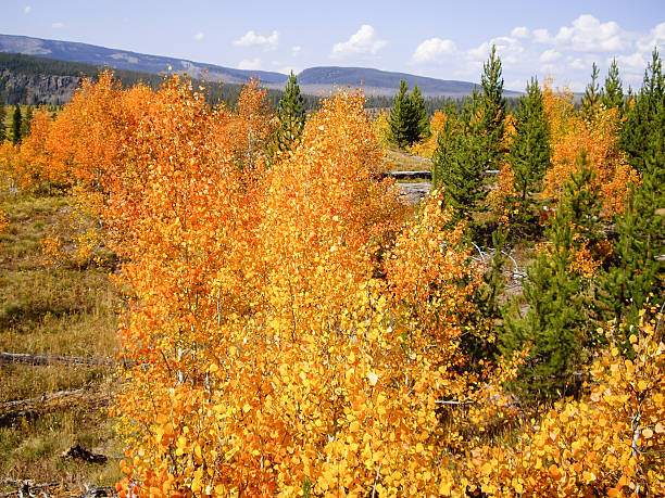 Autumn Colors at Yellowstone Vibrant colors of Fall birch gold group reviews usa stock pictures, royalty-free photos & images