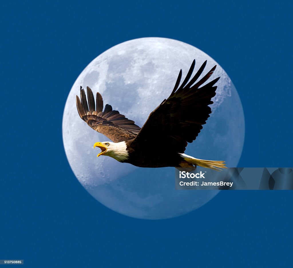 Bald Eagle Flying In Front of the Moon Bald Eagle Stock Photo
