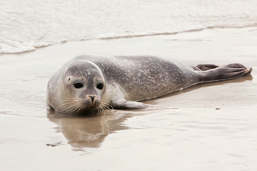 Injured baby seal washes ashore on a deserted beach near Ogonquit, Maine