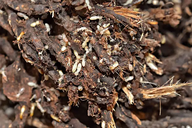 Photo of Colony of subterranean termites