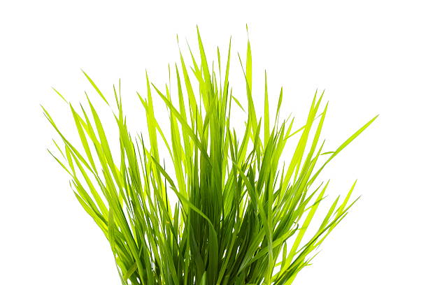 grama em branco - blade of grass grass isolated white imagens e fotografias de stock