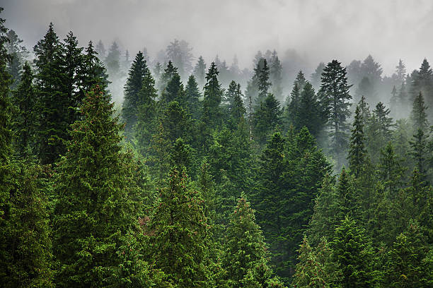 istock fog and rain clouds in the pine forest 513751319
