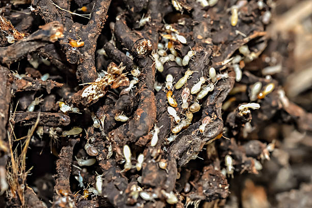 istock Colony of subterranean termites 513751512