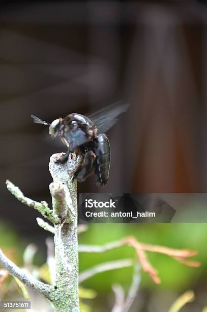 Black Beetle Stock Photo - Download Image Now - Aggression, Animal, Animal Wildlife