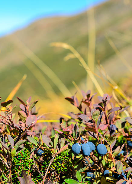 Wild blueberries ripen on the mountainsides in Anchorage, Alaska.