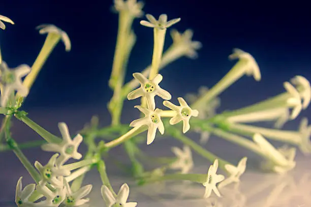 Photo of Cestrum nocturnum