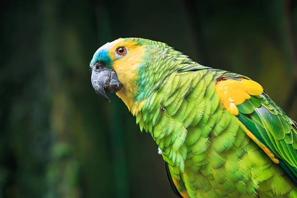 Single Blue-Fronted Parrot Amazon (Amazona aestiva) Single Blue-Fronted Parrot Amazon (Amazona aestiva) closeup amazona aestiva stock pictures, royalty-free photos & images
