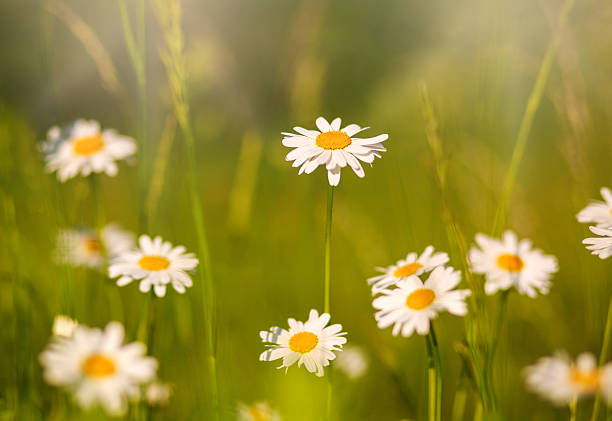 istock Blooming chamomiles field at sunshine, shallow depth of field 513753820