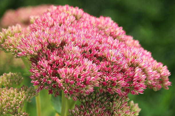 sedum spectabile fleurs rose, fleurs hylotelephium spectabile image stonecrop, glace-plante - succulent plant sedum temperate flower perennial photos et images de collection