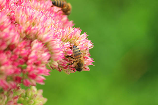 honey bee フィーディング、花粉、ピンク sedum 花、hylotelephium -spectabile 、stonecrop 、アイスクリーム工場 - succulent plant sedum temperate flower perennial ストックフォトと画像