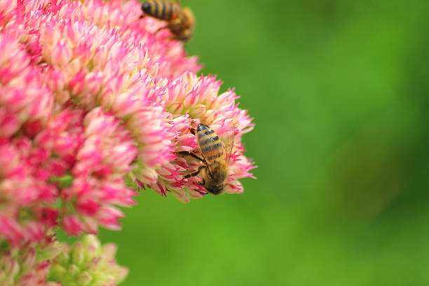 медоносная пчела грудью, pollen, розовый sedum цветы, hylotelephium-spectabile, stonecrop, ice-растение - succulent plant sedum temperate flower perennial стоковые фото и изображения