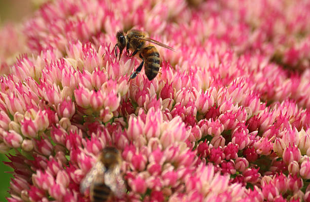 miel abeille nourrir, pollen, rose sedum fleurs hylotelephium-spectabile, stonecrop, glace-plante - succulent plant sedum temperate flower perennial photos et images de collection