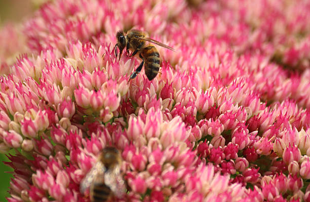 медоносная пчела грудью, pollen, розовый sedum цветы, hylotelephium-spectabile, stonecrop, ice-растение - succulent plant sedum temperate flower perennial стоковые фото и изображения
