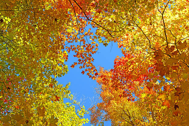 istock Autumn Foliage, Adirondacks, New York 513754303