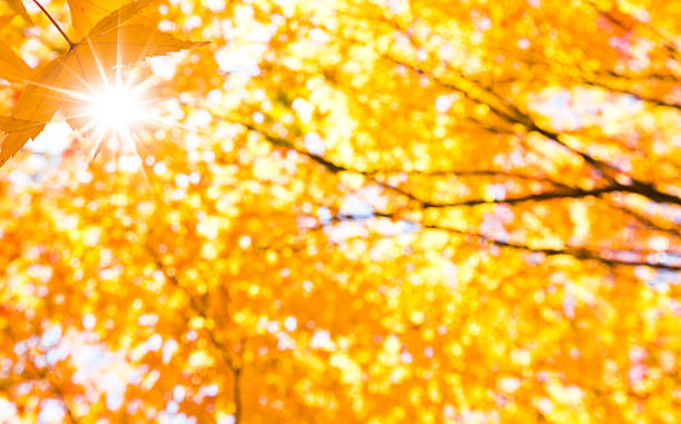 ray bis herbst blätter - autumn japanese maple maple tree selective focus stock-fotos und bilder