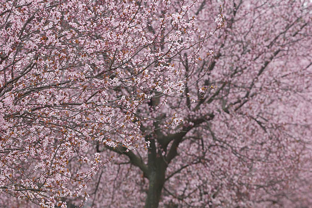 istock Blossomed pink treetop in springtime 513754850
