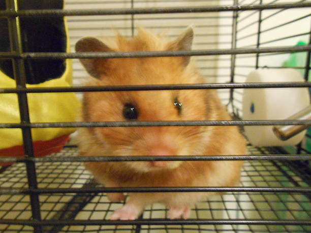 istock Mesocricetus Auratus (Syrian Hamster) Baby Sitting in Cage. 513755010