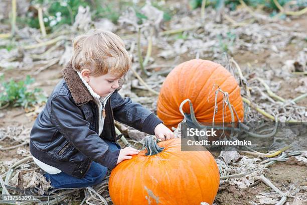 Little Toddler Boy On Pumpkin Patch Field Stock Photo - Download Image Now - Agricultural Field, Agriculture, Autumn