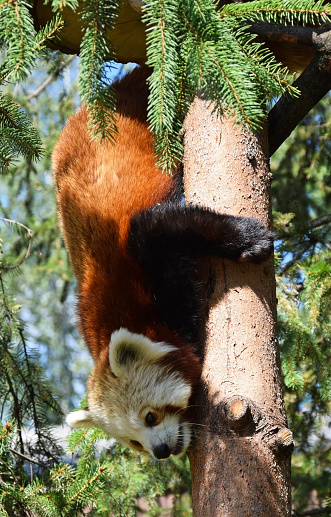 Red panda