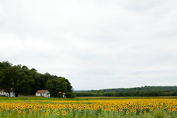 Sunflower with eyeglasses under the sun