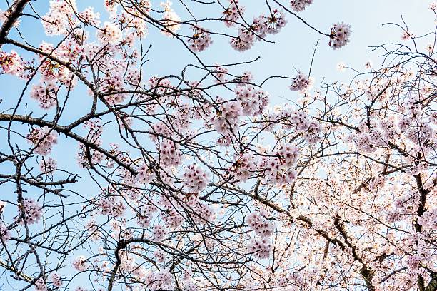 istock Perfect Cherry Blossoms at the riverside. 513756082