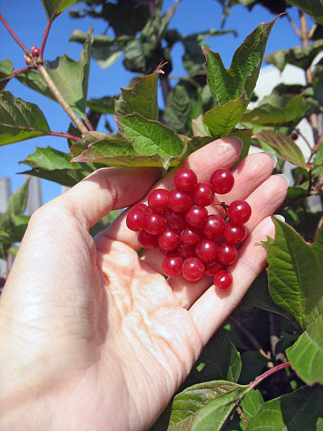 istock Viburnum bunch in woman's hand on a bush 513756567