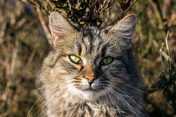 Gato Portré - foto de stock