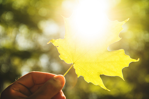 summer maple leaf