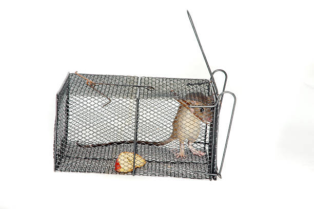 istock rat in a metal trap 513757299