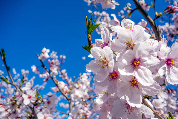istock Close-up of Cherry Blossoms 513757402