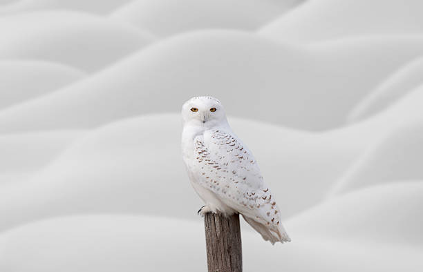 Snowy Owl on Fence Post stock photo