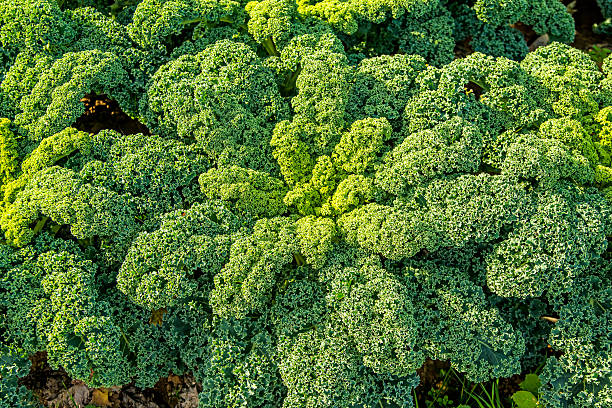 istock green kale in cultivation 513758016