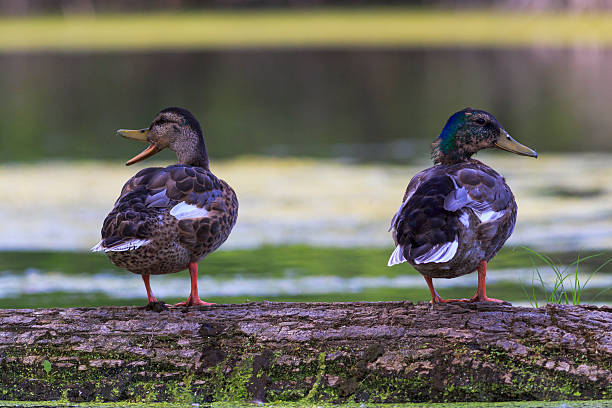 istock Domestic Dispute among  a pair of ducks 513758121