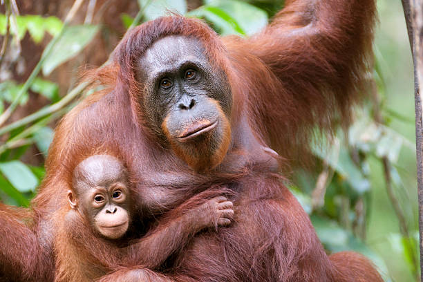 Mother and son A Mother of orangutan  and her little son (few month) at Semenggoh NP in Sarawak Borneo great ape photos stock pictures, royalty-free photos & images