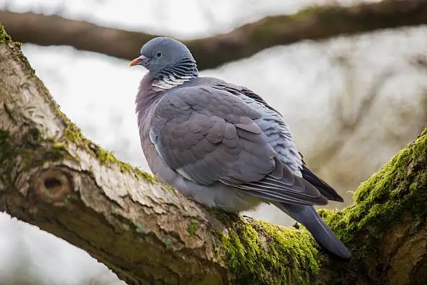 Wood Pigeon (Columba palumbus)spotted in National Botanic Gardens, Dublin