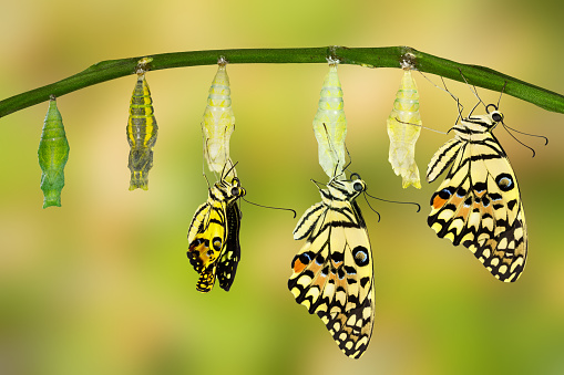 Transformación de mariposa del limón photo