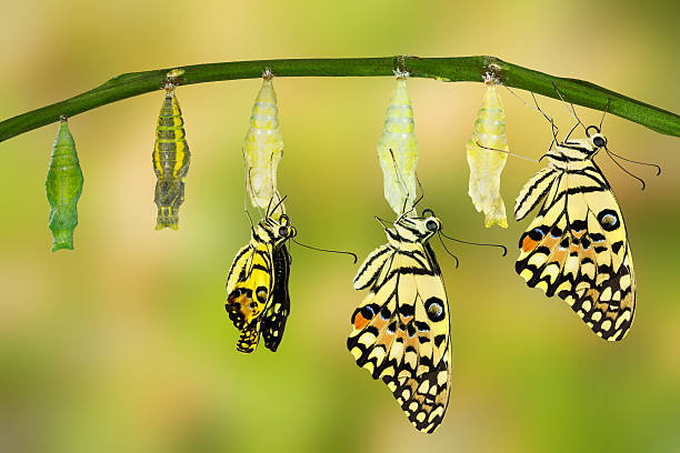 istock Transformation of Lime Butterfly 513760000