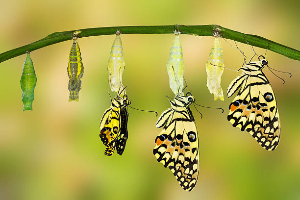 Transformation of Lime Butterfly Transformation of Lime Butterfly ( papilio demoleus ) zoology stock pictures, royalty-free photos & images