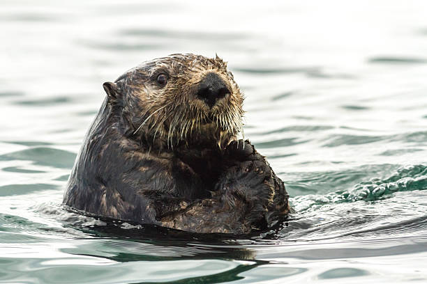 istock Sea Otter looking directly at the camera 513760208