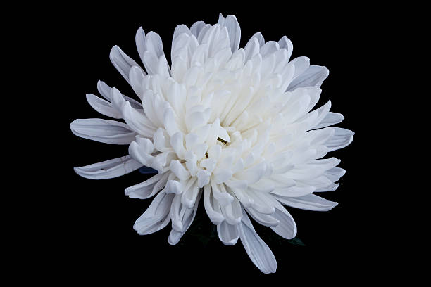 fleurs de chrysanthème blanc isolé sur fond noir - 2321 photos et images de collection