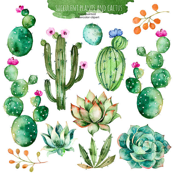 set of high quality hand painted watercolor succulent and cactus - ağaç çiçeği illüstrasyonlar stock illustrations