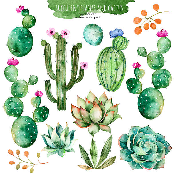 42,096 Cactus Flower Illustrations & Clip Art - iStock | Prickly pear cactus flower, Cactus flower isolated, Cactus flower white background 42,096 Cactus Flower Illustrations & Clip Art - iStock | Prickly pear cactus flower, Cactus flower isolated, Cactus flower white background