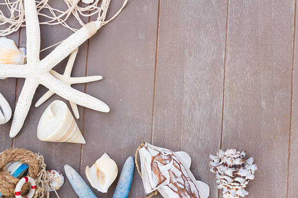 istock starfish and sea shells on wooden board 513761706