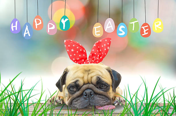 Happy Easter. Pug wearing rabbit ears pastel colorful eggs. A young cute dog puppy Pug wearing Easter rabbit Bunny ears sitting next to a pastel colorful of eggs. pug photos stock pictures, royalty-free photos & images