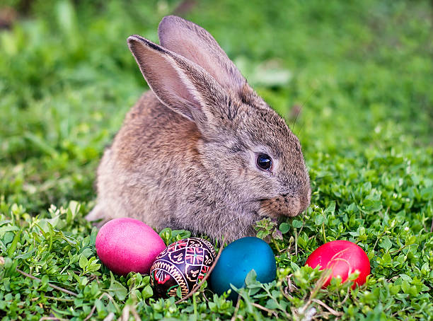 coelho da páscoa e ovos de páscoa - easter remote blue cute imagens e fotografias de stock